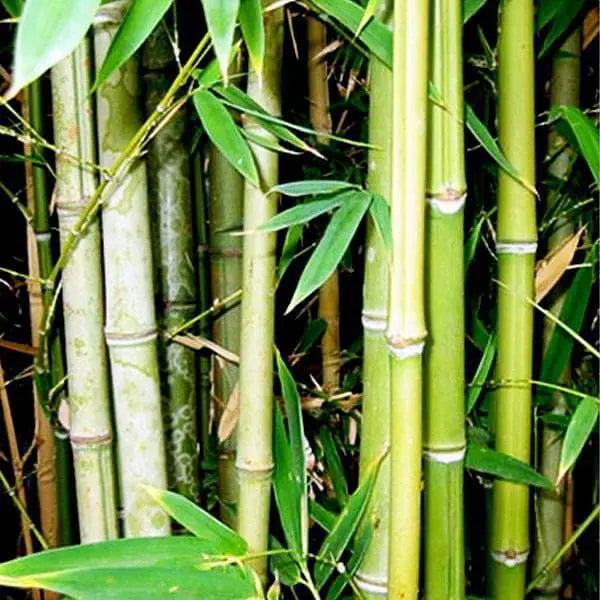 Bamboo Liquid Extract - Bambusa Arundinacea Product vendor