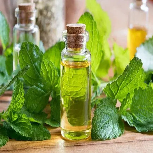 Lemon Balm Oil - Melissa officinalis Product vendor