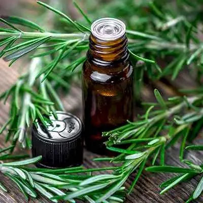 Rosemary Oil - Salvia rosmarinus Product vendor