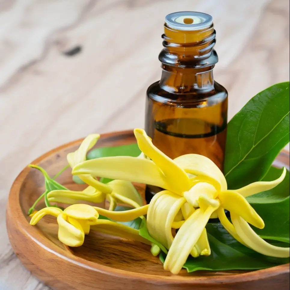 Ylang Ylang Oil - Cananga odorata Product vendor