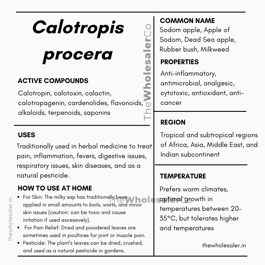 Aak - Madar - Calotropis procera