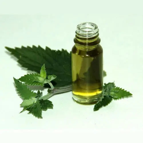 Catnip Oil - Nepeta cataria Product vendor