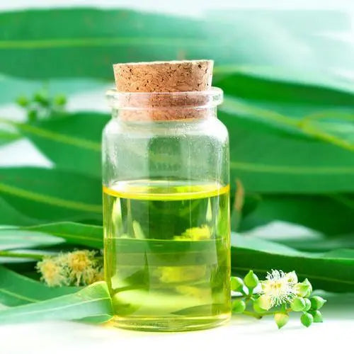 Eucalyptus Oil - Eucalyptus globulus Product vendor