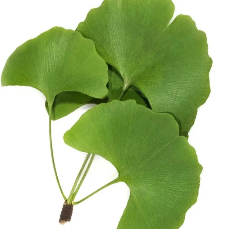 Ginkgo Biloba Leaf Liquid Extract Product vendor