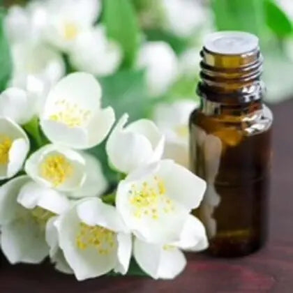 Jasmine Oil - Jasminum Spp Product vendor