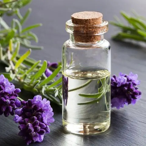 Lavender Oil - Lavendula stoechas Product vendor