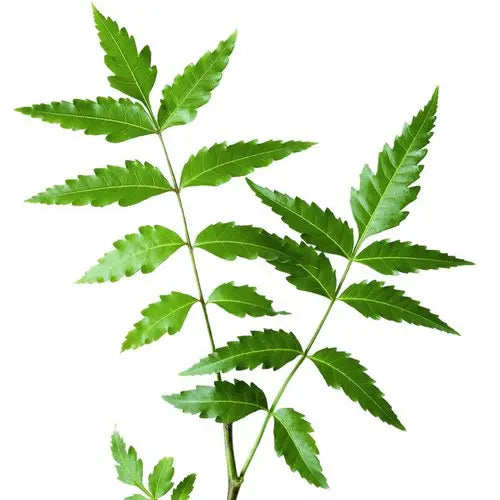 Neem Leaves Liquid Extract - Azadirachta Indica Product vendor