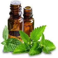 Spearmint Oil - Mentha spicata Product vendor