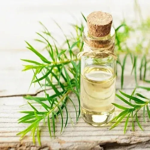 Tea Tree Oil - Melaleuca alternifolia Product vendor