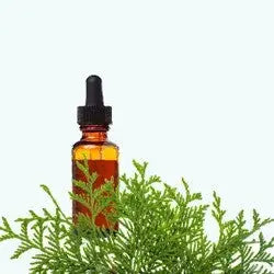 Thuja Oil - Thuja occidentalis Product vendor